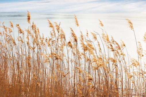 Golden reeds in the sunset