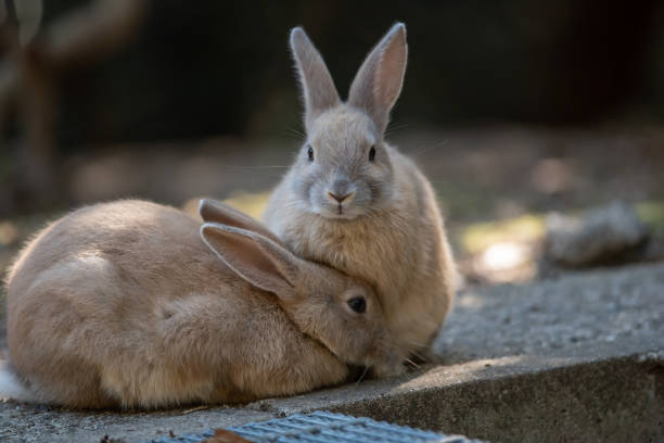 Free picture: Adorable furry light brown rabbits in wilderness