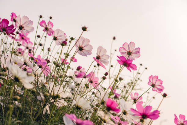 istock low angle view of beautiful daisy or Cosmos bipinnata Cav 1199662505