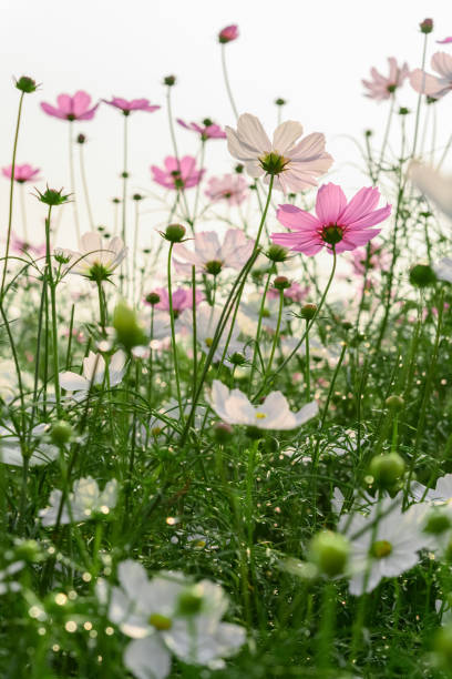 istock low angle view of beautiful daisy or Cosmos bipinnata Cav vertical composition 1199662571