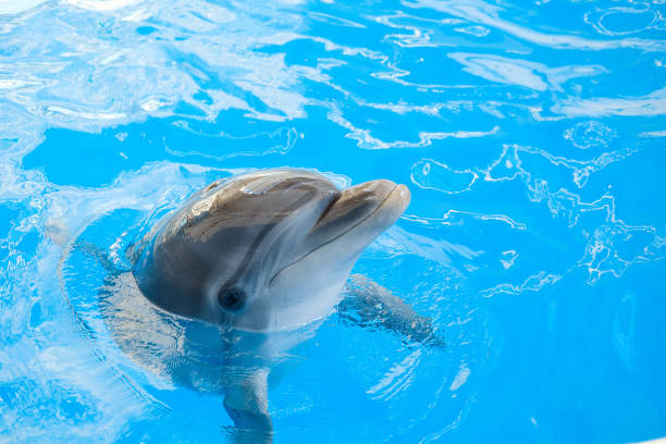 happy smiling bottlenose dolphin playing in blue water in sea. - dolphin aquarium bottle nosed dolphin smiling imagens e fotografias de stock