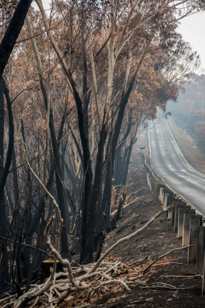 istock Australian bushfires: burnt eucalyptus tree along the road at Blue Mountains. 1199663104