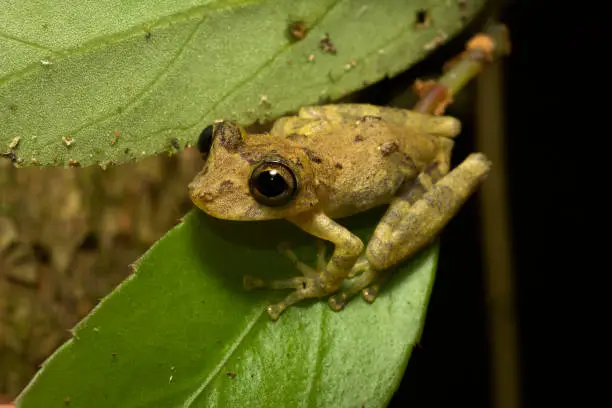 Photo of Biodiversity of Atlantic rainforest, Brazil.