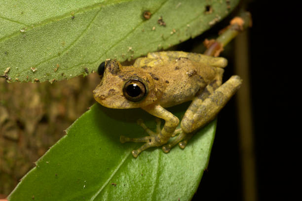 biodiversidade da mata atlântica, brasil. - anfíbio - fotografias e filmes do acervo