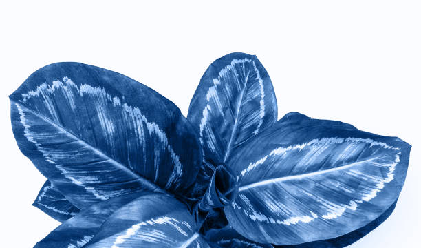 istock Close up of blue dumb cane plant over white background 1199664815