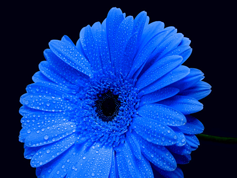 The color of 2020 is classic blue. Gerbera flower close-up on a dark background