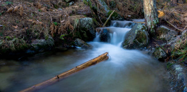 istock Long exposure in the woods 1199666006