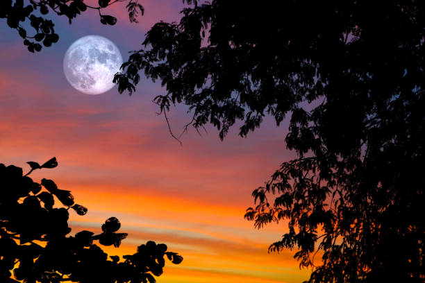 istock full oak moon on night sky and white cloud and silhouette plant  tree 1199666700