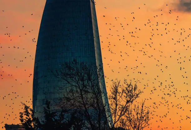 Million birds flying around one of the three towers in the center of Baku, during the colorful sunset.
