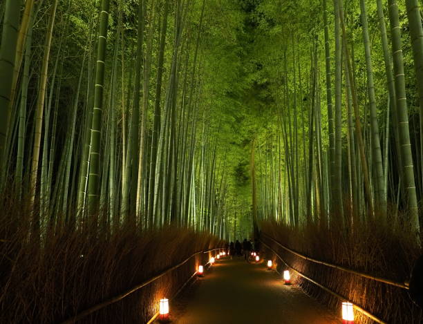 forêt de bambou dans la nuit (kyoto arashiyama) - formal garden ornamental garden lighting equipment night photos et images de collection