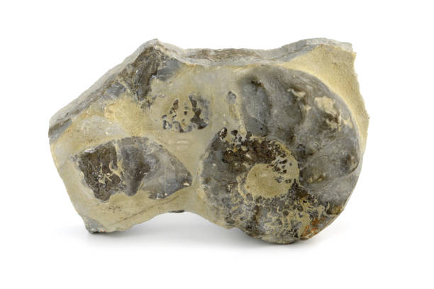 istock Fossil of Ammonite on white isolated background. 1199669877