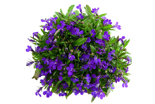 top view of Lobelia flowerpot on isolated white background.