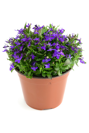 Lobelia flowerpot on isolated white background.