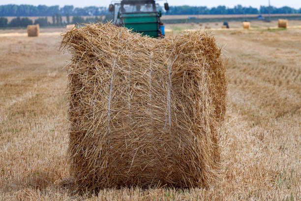 istock tractor makes big straw roll on yellow field at summer day 1199670396