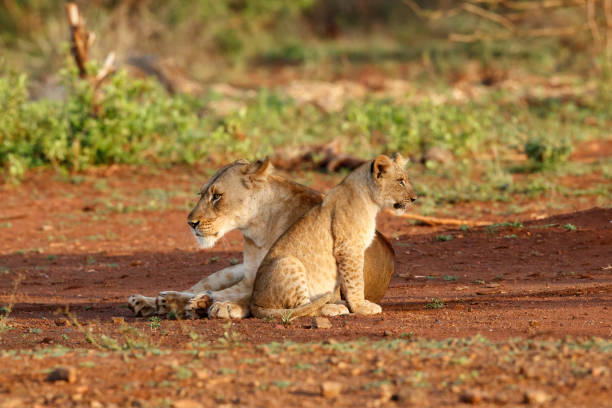 istock Lion cubs playing with mum 1199671636