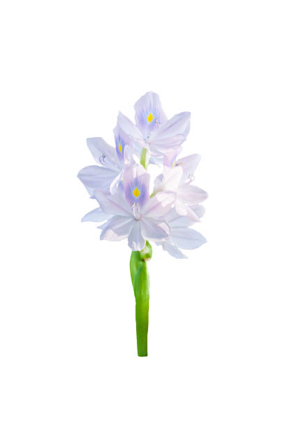 Flores Comunes De Jacinto De Agua Aisladas Sobre Fondo Blanco Foto de stock y más banco de imágenes de Jacinto de agua - iStock Flores Comunes De Jacinto De Agua Aisladas Sobre Fondo Blanco Foto de stock y más banco de imágenes de Jacinto de agua - iStock