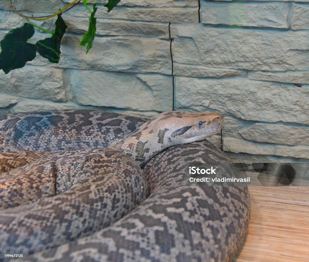 Granite Leopard Python Granite Python In Terrarium Stock Photo - Download Image Now - Animal ...