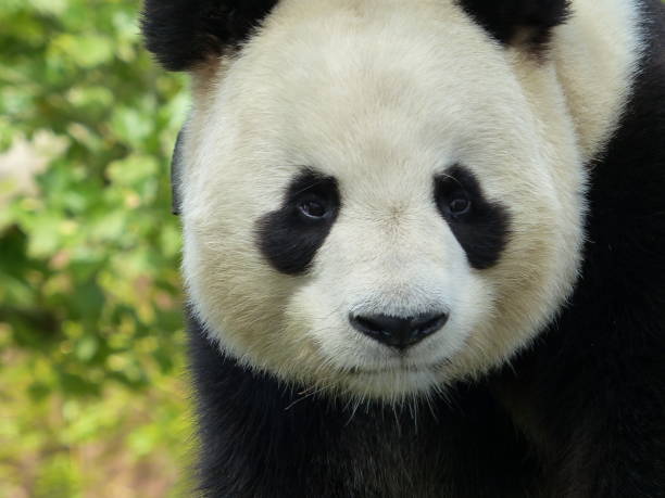 istock Portrait of a panda 1199673515