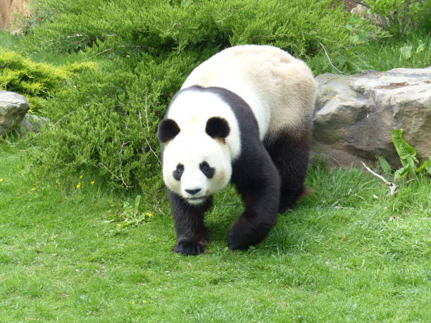 Close-up of a panda's head