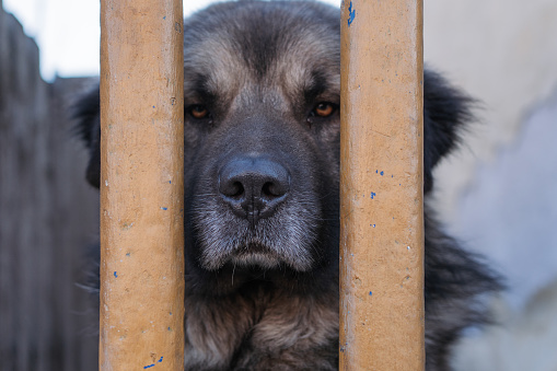 Serbia, Dog, Fence, Snarling, Aggression