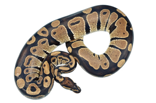 Royal python on white