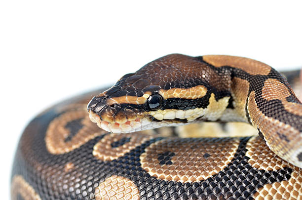 A Ball Python Coiling 280+ Ball Python Coiled Up Stock Photos, Pictures & Royalty-Free Images ...