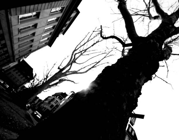 Weeping European beech (Fagus sylvatica \