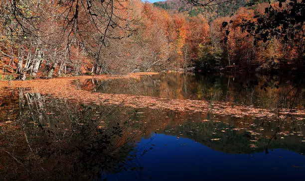 autumn in the forest,autumn in the park, lake in forest