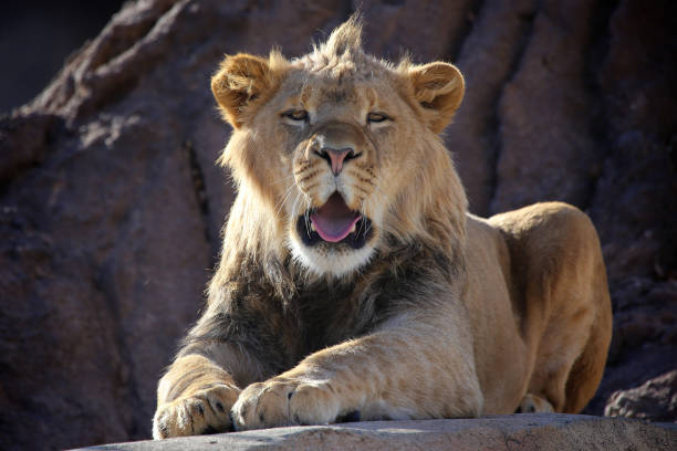 istock Lion growling portrait 1199676547