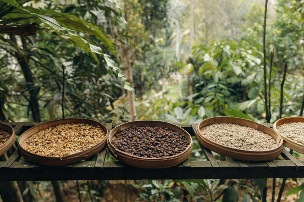 diferentes tipos de granos de café tostado luwak en una plantación de café en asia. - ripening process fotografías e imágenes de stock