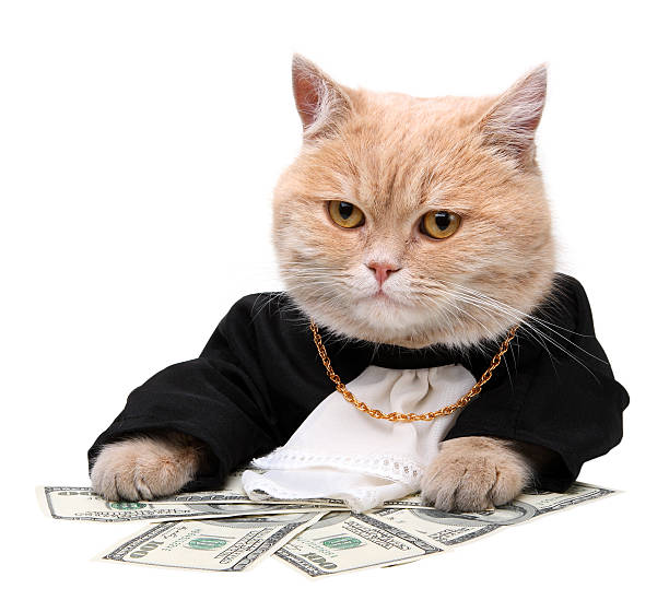 Cat dressed in a suit counting dollars stock photo