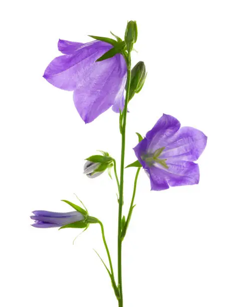 Violet peach-leaved bellflower, campanula isolated on white background, including clipping path. Germany. Backlit photography