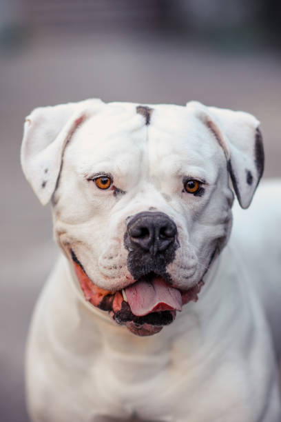 istock White dog american bulldog 1199678656
