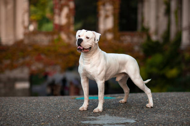 белая собака американский бульдо�г - american bulldog стоковые фото и изображения