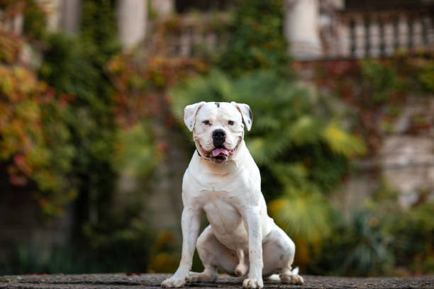 bouledogue américain de crabot blanc de crabot - american bulldog photos et images de collection