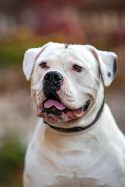 istock White dog american bulldog 1199678670