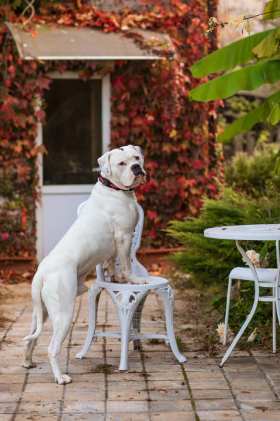 White dog american bulldog White dog american bulldog on a background of autumn park american bulldog stock pictures, royalty-free photos & images