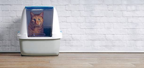 istock Ginger cat in a closed litter box looking curious to he camera. Panoramic image wih copy space. 1199678684