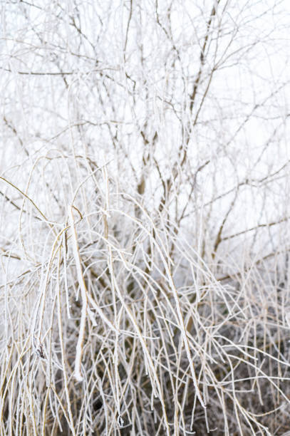 istock Frozen bush, covered with frosting. 1199679877