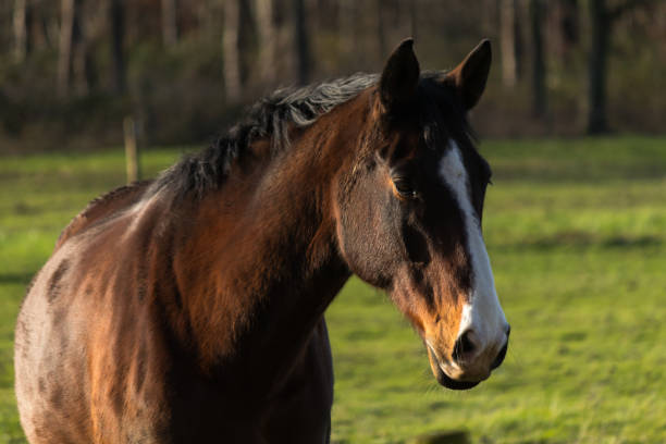 istock Racehorse on their domain 1199680211