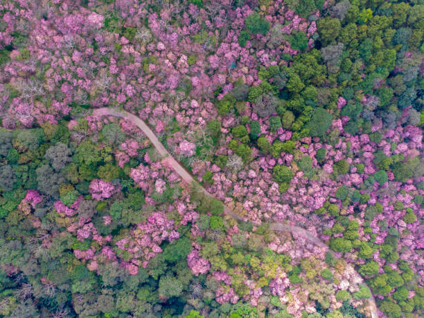 paysage aérien de vue de l'arbre rose de fleur de fleur de cerisier de fleur avec la route sinueuse par le drone. scènes de fleur rose fleurissant dans la montagne. - cherry blossom sakura cherry tree tree photos et images de collection