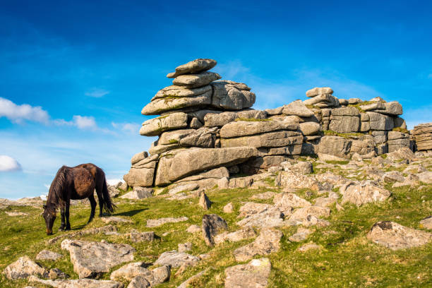 istock Dartmoor pony in front of Great Staple Tor 1199681056