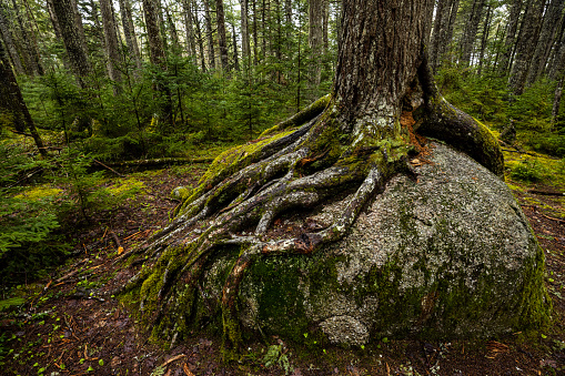 Roots of a tree in Algonquin Ontario Canada