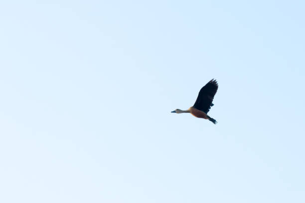 ein kleiner indischer pfeifender entenwasservogel (dendrocygna javanica) fliegen in den himmel. foto im feuchtgebiet von keoladeo nationalpark rajasthan im sommer aufgenommen. schönheit in der natur freiheit hintergrund. - duck animal egg isolated bird stock-fotos und bilder