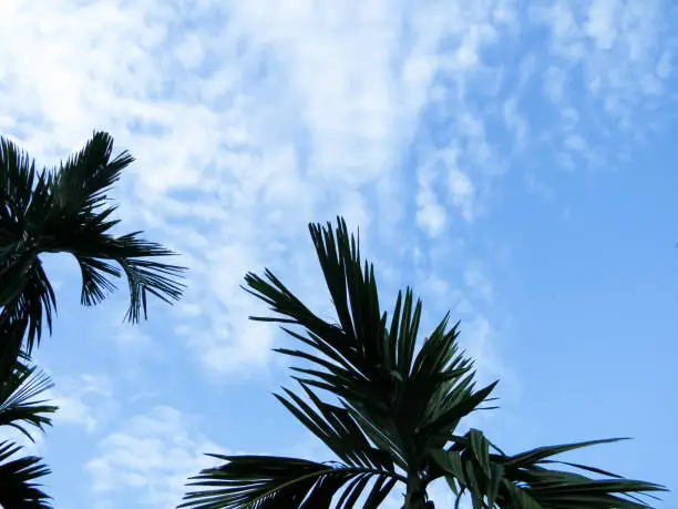 Coconut palm tree on sky background. Looking up at coconut palms over blues sky and white floating clouds With A Blank Space for text.