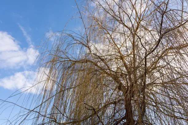 a weeping willow in winter with a view from below into the blue sky