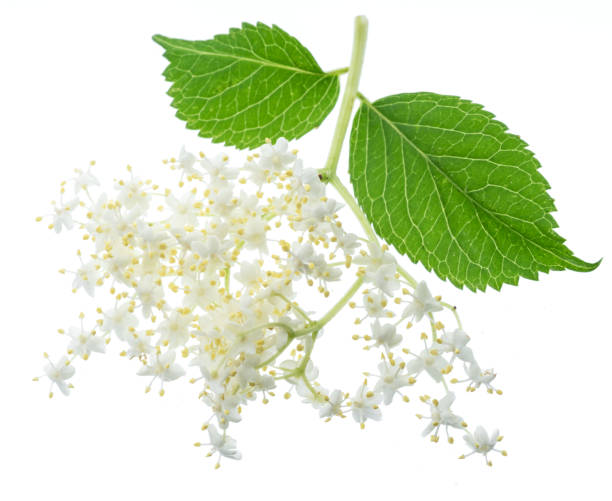istock Elderberry inflorescence on white background. 1199683078