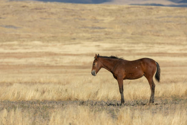 istock Beautiful Wild Horse in Utah 1199683382