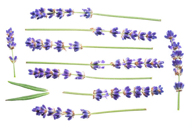 istock Lavandula or lavender flowers isolated on white background. 1199683646