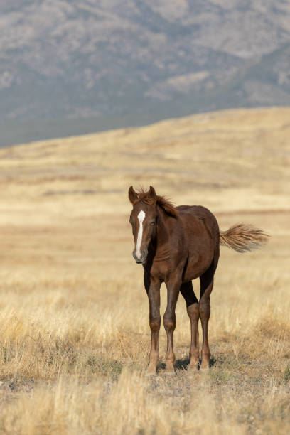istock Beautiful Wild Horse in Utah 1199683753
